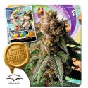 Buy Slurricane Cookies Feminised Cannabis Seeds (Limited Edition)