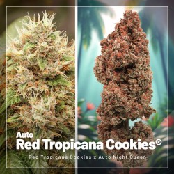 Pack Promo Autofloraison