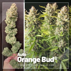 Pack Promo Autofloraison
