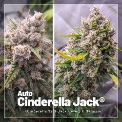 Oferta de Pack de Autoflorecientes