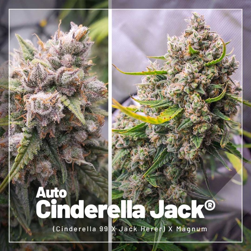 Pack Promo Autofloraison