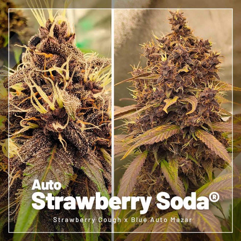 Autoflower Cannabis Seeds Package Deal | Dutch Passion