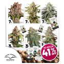 Pack Promo Autofloraison