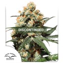 Orange Hill Special | Semillas de cannabis Descatalogadas