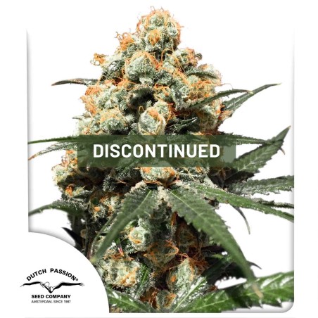 Orange Hill Special | Semillas de cannabis Descatalogadas