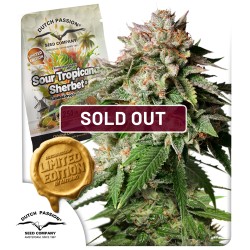 Semillas de Cannabis Sour Tropicana Sherbet | Dutch Passion ES