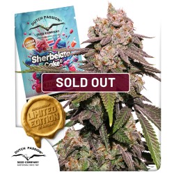 Semillas de Cannabis Sherbelato Cake | Dutch Passion ES