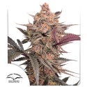 Blue Applez® - Gefeminiseerde Wietzaden | Dutch Passion
