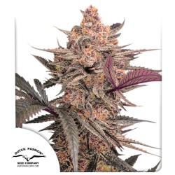 Blue Applez® - Feminisierte Cannabis Samen | Dutch Passion