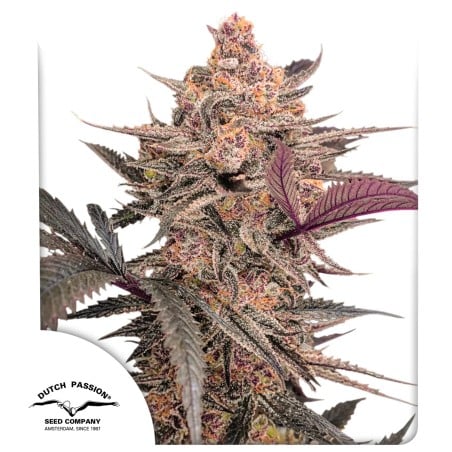 Blue Applez® Blue Applez feminised cannabis seeds