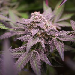 Blue Applez® - Gefeminiseerde Wietzaden | Dutch Passion