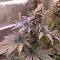 Blue Applez® - Gefeminiseerde Wietzaden | Dutch Passion