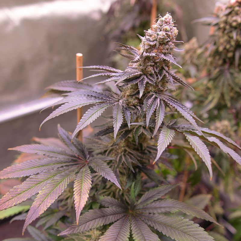 Blue Applez® Blue Applez grown indoors