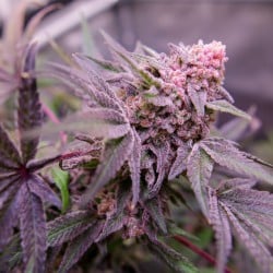 Blue Applez frosty flower