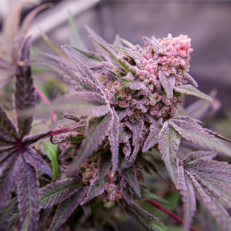 Blue Applez® Blue Applez frosty flower
