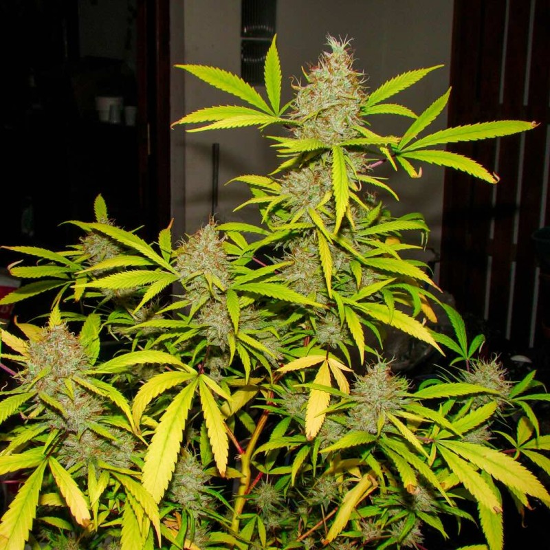 Czeko Haze® Zdjęcie topa Czeko Haze®