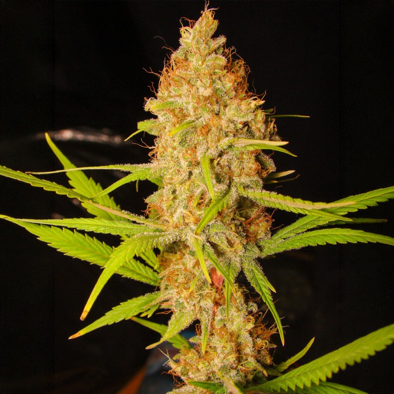Czeko Haze® Czeko Haze® (Haze x Chocolope)