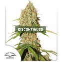 Auto Brooklyn Sunrise® - Semillas de Cannabis Auto | Dutch Passion