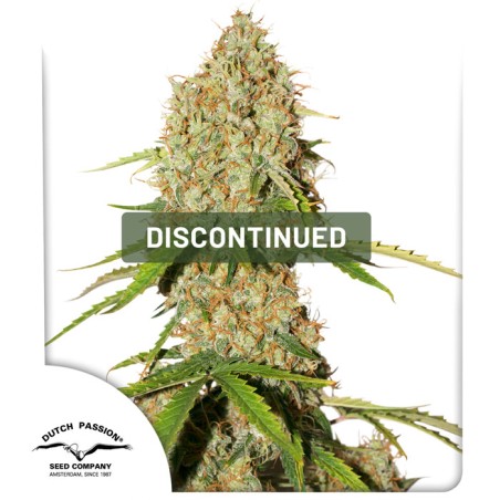 Auto Brooklyn Sunrise® Auto Brooklyn Sunrise® - Semillas de Cannabis Auto | Dutch Passion