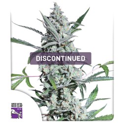Semena konopí Fat Pete's Cookies Auto (Ukončena) | Dutch Passion