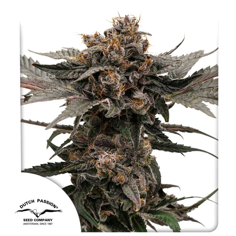 Auto Slush Mint Cake® – 7 seeds