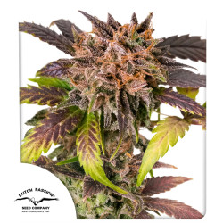 Auto GrapefruitZ®