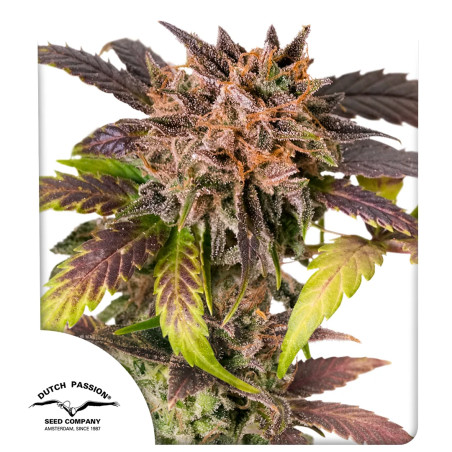 Auto GrapefruitZ® Auto GrapefruitZ (Passion Fruit X Auto Melonade Runtz)
