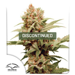 CBG-Force Cannabis Seeds (Discontinued) | Dutch Passion