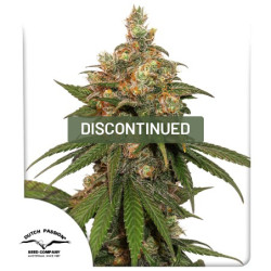 HiFi 4G Cannabis Seeds (Discontinued) | Dutch Passion