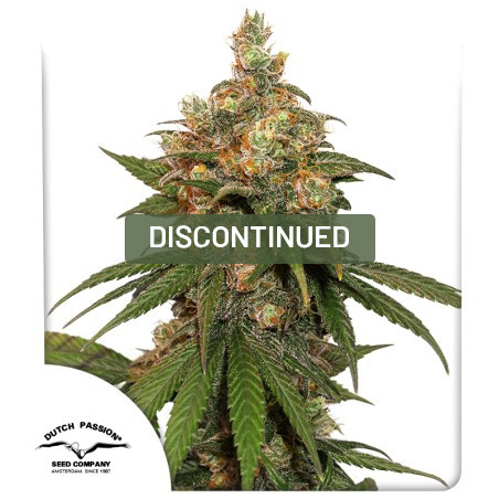 HiFi 4G® HiFi 4G Cannabis Seeds (Discontinued) | Dutch Passion