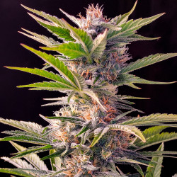 Acquistate i semi femminizzati di Skunk #11® | Dutch Passion IT