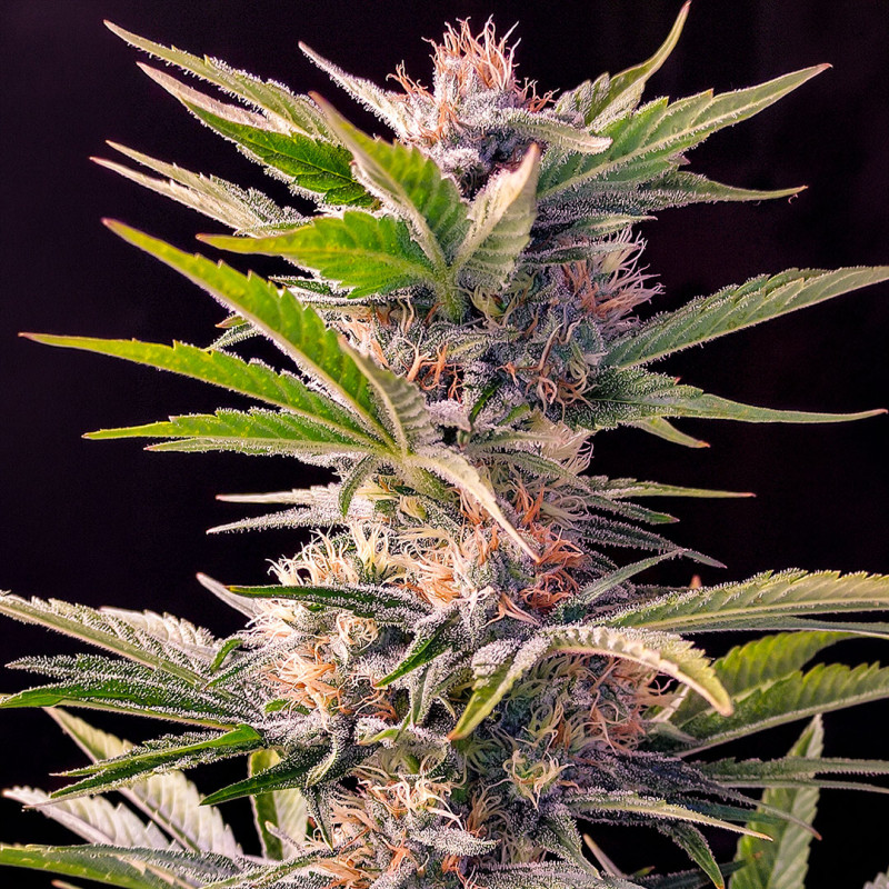 Skunk #11® Acquistate i semi femminizzati di Skunk #11® | Dutch Passion IT