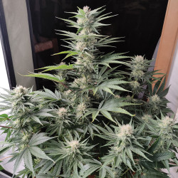Acquistate i semi femminizzati di Skunk #11® | Dutch Passion IT