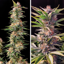 Acquistate i semi femminizzati di Skunk #11® | Dutch Passion IT