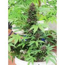 Auto Frisian Dew® | Graines de cannabis discontinuées