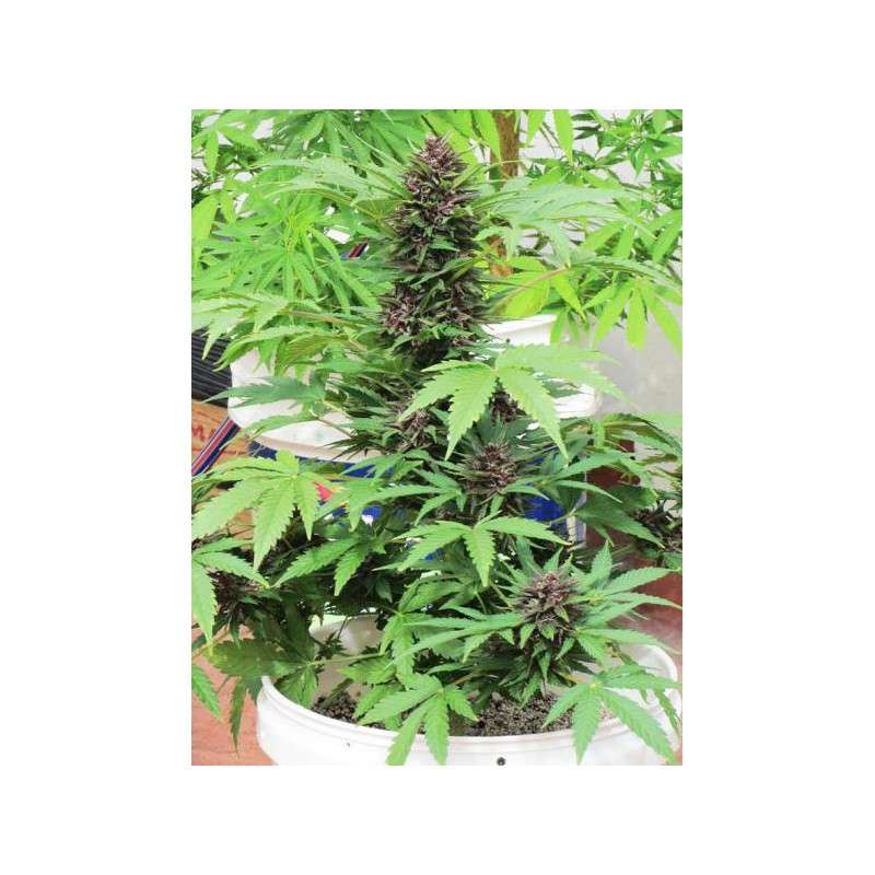 Auto Frisian Dew® | Graines de cannabis discontinuées
