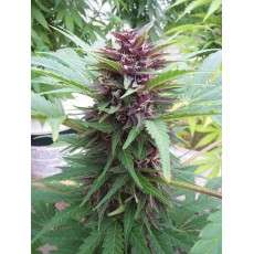 Auto Frisian Dew® | Graines de cannabis discontinuées