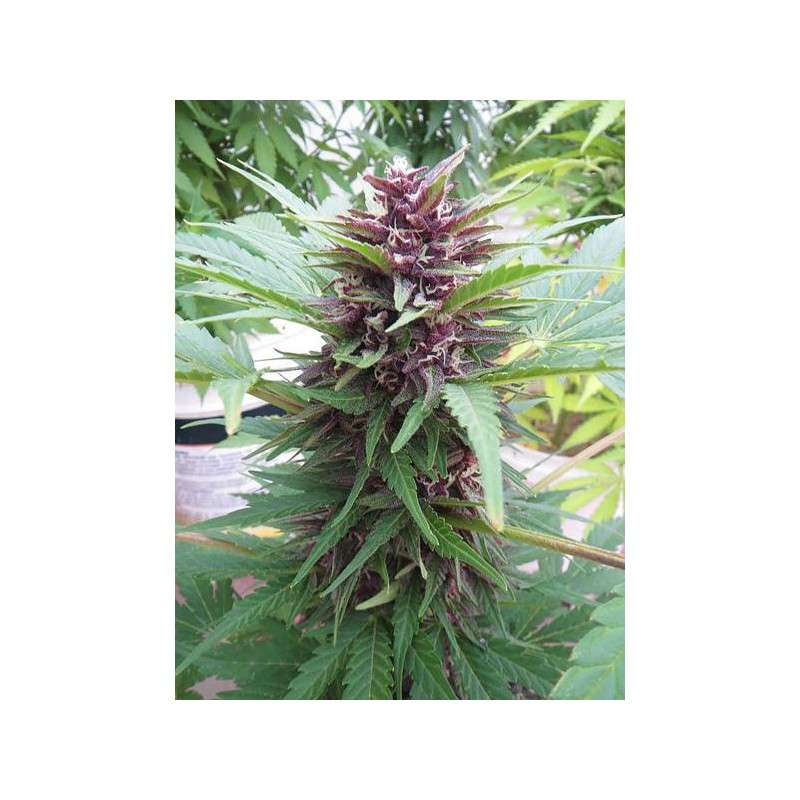 Auto Frisian Dew® | Graines de cannabis discontinuées