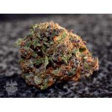 Auto Frisian Dew® | Graines de cannabis discontinuées