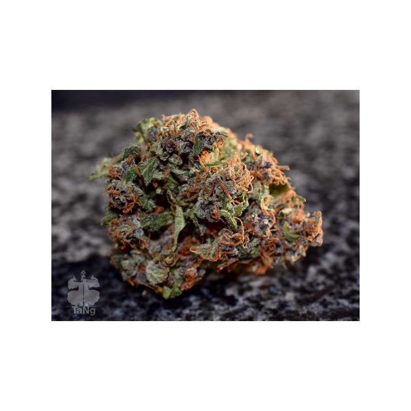 Auto Frisian Dew® | Graines de cannabis discontinuées