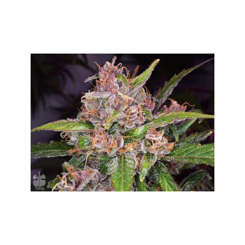 Auto Frisian Dew® | Graines de cannabis discontinuées