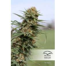 The Edge® | Semi di cannabis fuori produzione