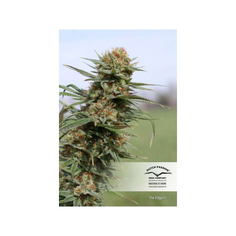 The Edge® | Semi di cannabis fuori produzione