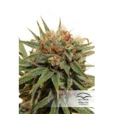 The Edge® | Semi di cannabis fuori produzione