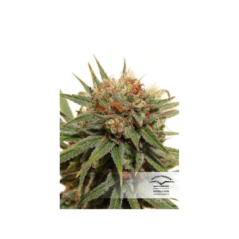 The Edge® | Semi di cannabis fuori produzione