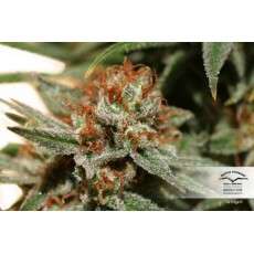 The Edge® | Semi di cannabis fuori produzione