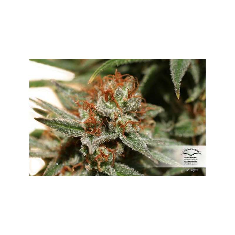 The Edge® | Semi di cannabis fuori produzione