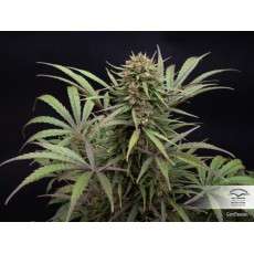 CBD Compassion® | Graines de cannabis discontinuées