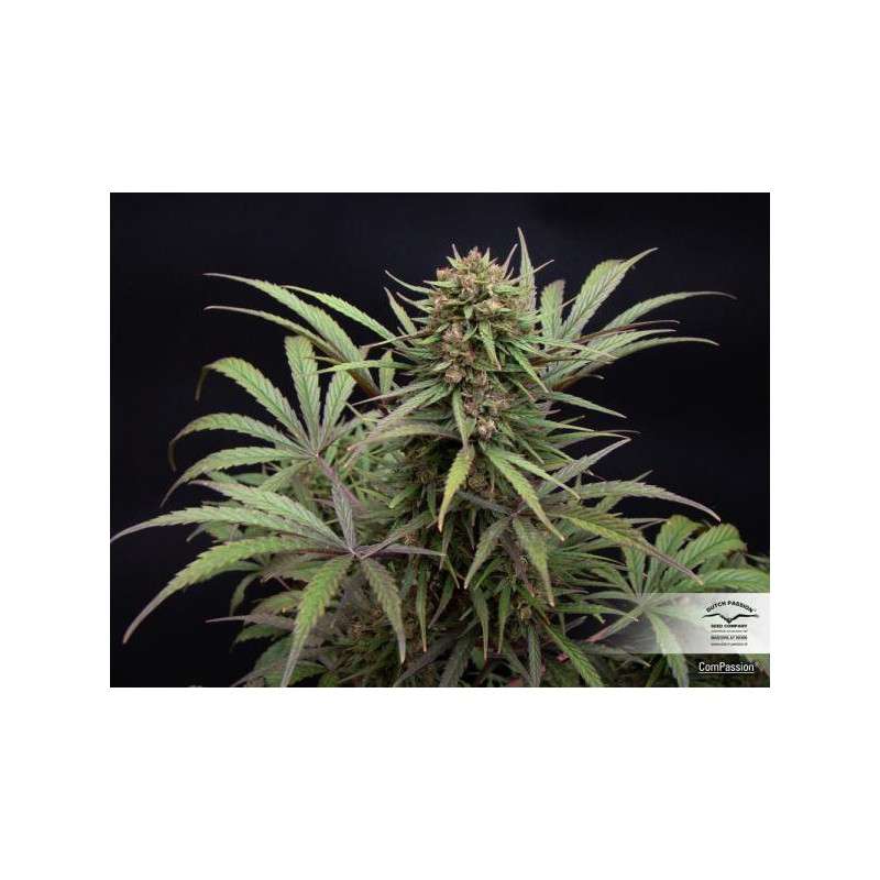 CBD Compassion® | Graines de cannabis discontinuées