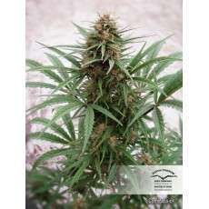 CBD Compassion® | Graines de cannabis discontinuées